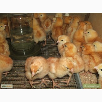 Продам цыплят суточных, несушки Ломан-Браун, Рэд-Бро, Испанка темная, =25гр