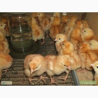 Продам цыплят суточных, несушки Ломан-Браун, Рэд-Бро, Испанка темная, =25гр