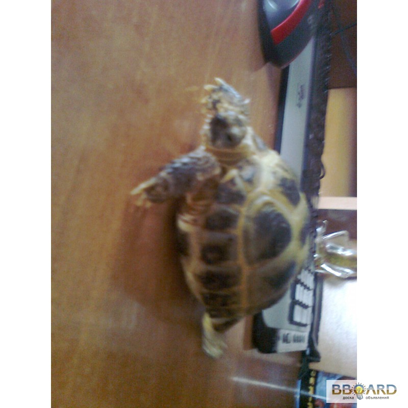 Фото 2. Продам сухопутную черепаху!!!
