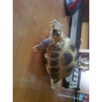 Продам сухопутную черепаху!!!