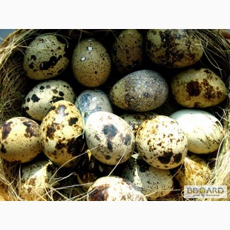 Продам яйца перепелиные породы фараон, пищевые и инкубационные.