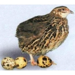 Продам яйца перепелиные породы фараон, пищевые и инкубационные.