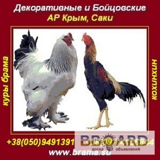 Породистые куры Брама, яйцо, цыплята. АР Крым