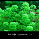 Аквариумные растения, большой выбор с отправкой по Украине