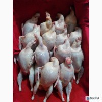 Мясо перепелов от производителя