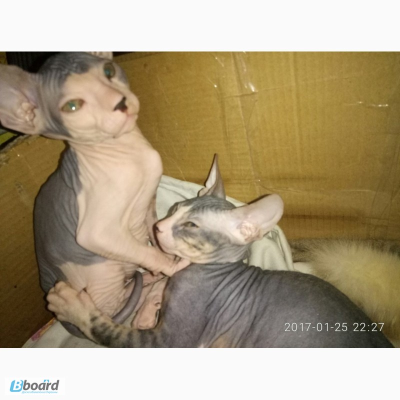 Фото 7. Продам котенка Донского сфинкса