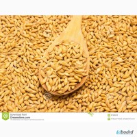 Закупаем ячмень, пшеницу, кукурузу