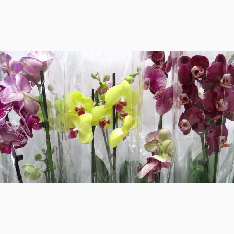 Шикарные орхидеи ОПТ и РОЗНИЦА