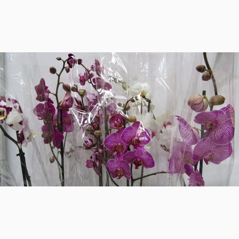 Фото 2. Шикарные орхидеи ОПТ и РОЗНИЦА