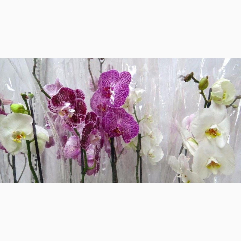 Фото 3. Шикарные орхидеи ОПТ и РОЗНИЦА