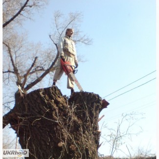 Удаление деревьев Киев Кронирование, обрезка деревьев