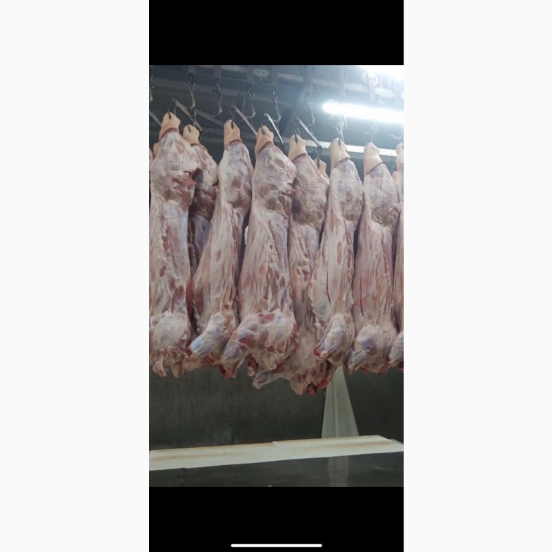 Фото 5. Говядина и свинина мясо мякоть и полутуши мясо на кости