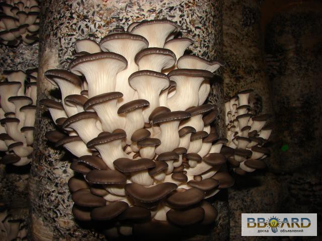 Фото 2. Мицелий вешенки шиитаке грибные блоки грибы Сумы
