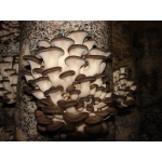 Мицелий вешенки шиитаке грибные блоки грибы Сумы