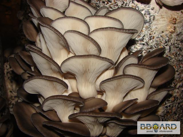 Фото 3. Мицелий вешенки шиитаке грибные блоки грибы Сумы