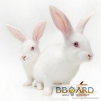 Кролиководство - выгодный бизнес - Кролик. Кролиководство