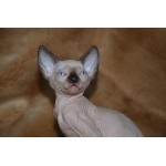 Продаются голорожденные котята породы канадский сфинкс различных окрасов