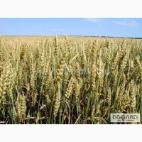 Семена озимой пшеницы, Элита, Ермак,С лавная