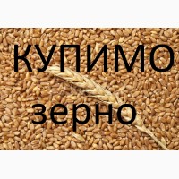 Куплю пшеницю з повишеною смітною