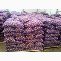 Продам картофель отличного качества белороса с доставкой по всей территорий Украины