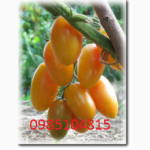 Продам семена эксклюзивных, коллекционных сортов помидор