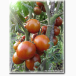 Продам семена эксклюзивных, коллекционных сортов помидор