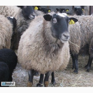 Овцы бараны ярки ягнята романовской породы 600 голов