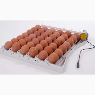 Купить инкубационное яйцо Мастер Грей