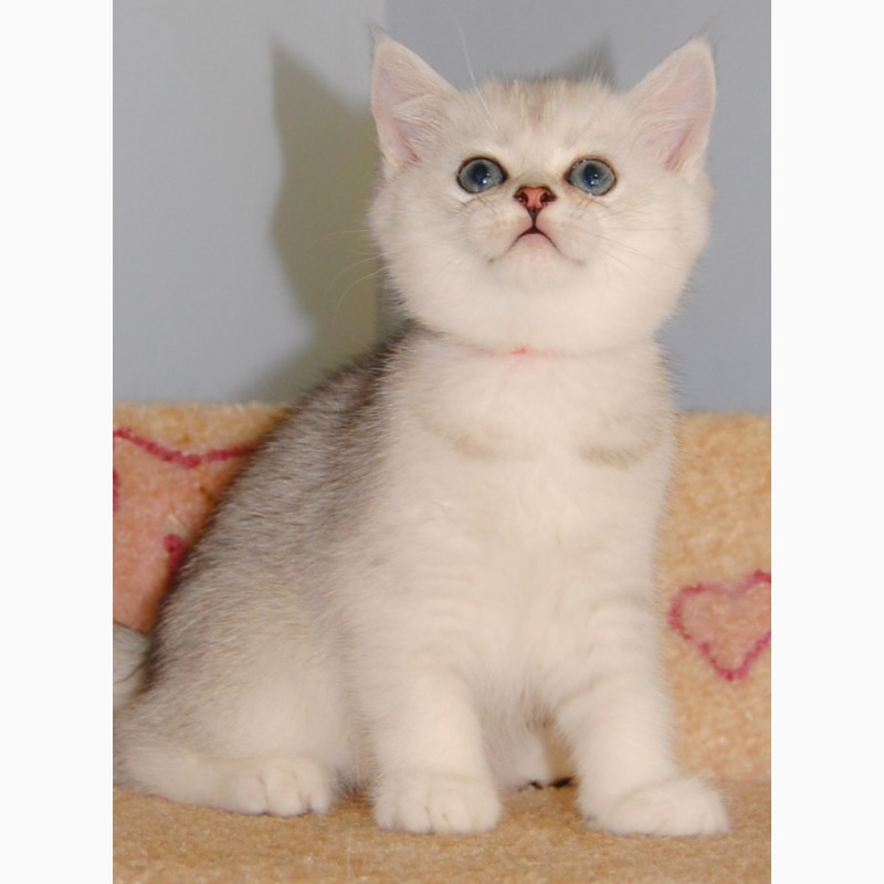 Фото 3. Британские котята серебристые шиншиллы