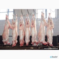 Оптом свежайшая баранина тушки и живой вес