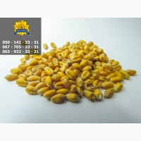 Якісне насіння від виробника ПБФ «Колос»