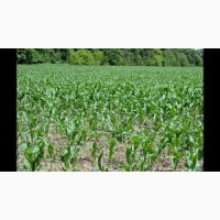 ЗБРУЧ ФАО 310 семена кукурузы