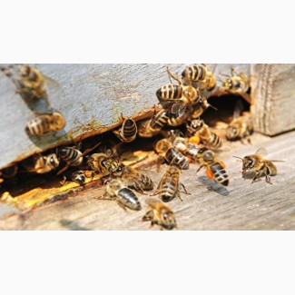 Пчелосемьи, пчелы (Дадан, Рута) 2020 Луганск
