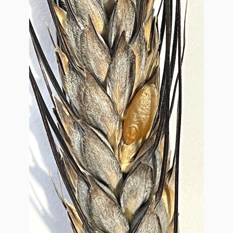 Фото 4. Насіння пшениці твердої озимої, Прима Унави, рр. нн. с