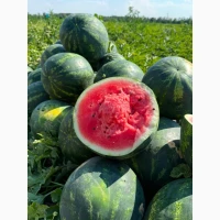 Продам кавун Саніара (безкісточковий)/Луїзітана оптом