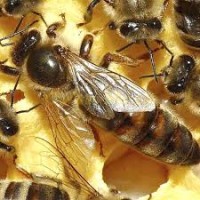 Продам бджоломатки, Закарпатська обл
