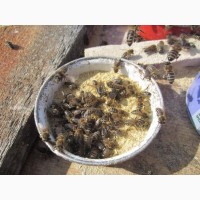 Мука соевая для весенней подкормки пчел 2018