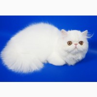 Персидский котенок белого окраса Фелисия