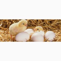 Продам інкубаційне яйце бройлера КОББ 500 та мясояєчних кросів, качок та гусей