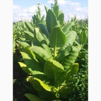 Продам сухе і зелена листя тютюну Поллогі Ф1 і Саболчі