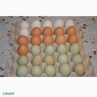 Инкубационное яйцо породистых курей