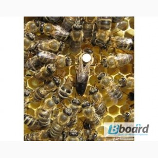 Продам матки карпатских пчел и пчелопакеты