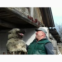 Кабель кавказской овчарки приглашает для вязки