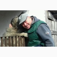 Кабель кавказской овчарки приглашает для вязки