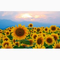 Продаємо насіння соняшнику ОСМАН ІМІ