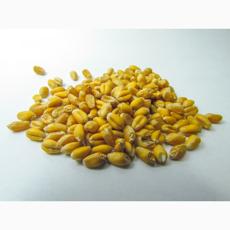 Фото 2. Семена пшеницы Тацитус / Насіння пшениці від ПБФ «Колос»