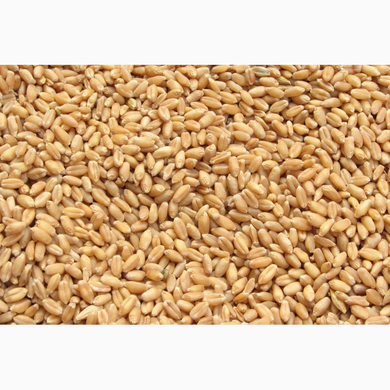 Фото 3. Семена пшеницы Тацитус / Насіння пшениці від ПБФ «Колос»