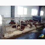 Стійлове обладнання корівників від компанії MetallDreamUA