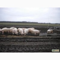 Продажа свиней мясного направления