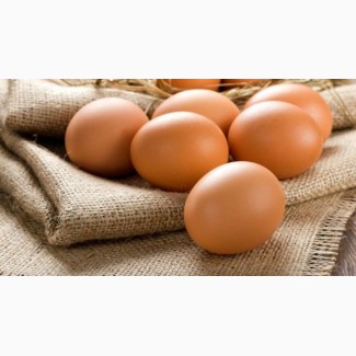 Приобретайте отборные яйца для инкубации кур Мастер Грей